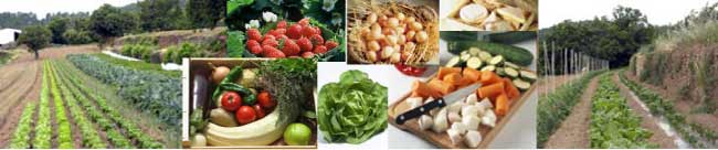 Jardins et légumes du mas